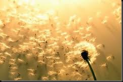 Bambu, Consultoria de Bem Estar